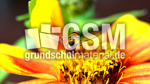 Garten-Schwebfliege (16).jpg